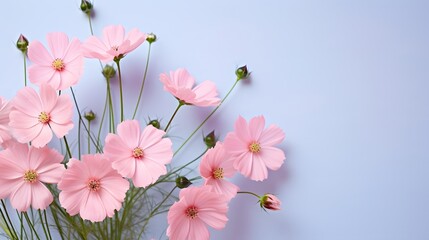 Bouquet of nigella flowers on pink background. Minimalistic floral composition, top view and flat lay