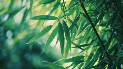 A close-up view of a bamboo plant with vibrant green leaves. This image can be used to showcase the...