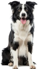 A black and white dog sitting on a white surface. Suitable for pet-related content and animal photography