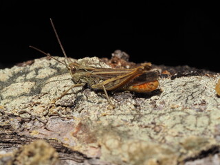 Image of grasshopper on tree bark. Insect Animal. Black background.