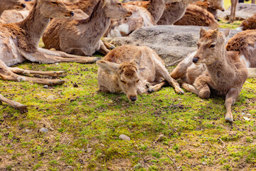 Obraz premium 奈良県 春の奈良公園と鹿 