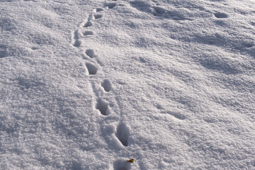 Cat tracks in the snow.