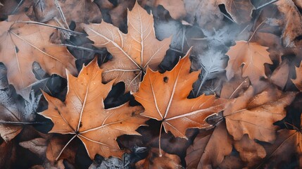 Fallen maple leaves covered with frost. Nature background.