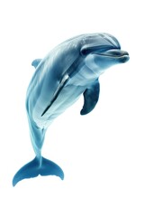 A dolphin captured in mid-air while jumping. Perfect for aquatic-themed projects or advertisements