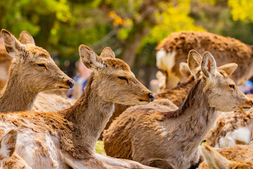 奈良県　春の奈良公園と鹿　
