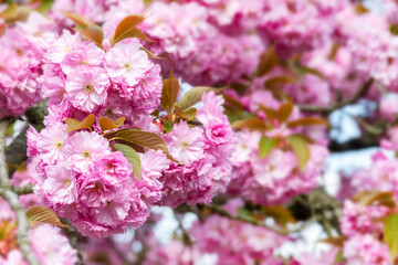 Pink cherry blossom close up, cherry tree flower in spring, hanami season in Japan