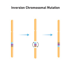Inversion Chromosomal Mutation Scientific Design. Vector Illustration.