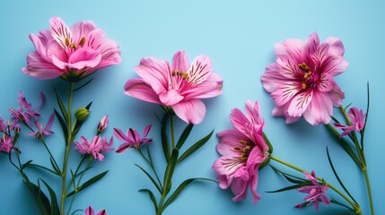 Pink flowers arranged on a blue surface. Ideal for adding a pop of color to any project