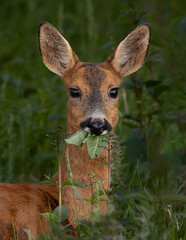Deer having lunch