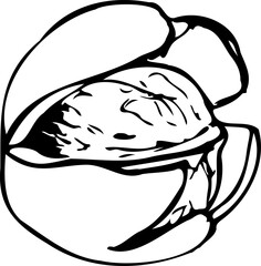 Hand drawn vector line illustration of walnut.