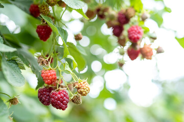 Red ripe raspberries on the branches of a bush in the garden. Organic berry on the farm. A healthy organic berry grown with love in the garden.