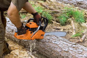 An experienced lumberjack uses chainsaw to cut trees in forest site