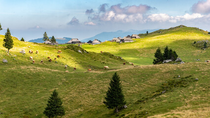Landscape of Slovenia. A herd of cows grazes on the grass of the meadow of the Velika Planina plateau - 707950606