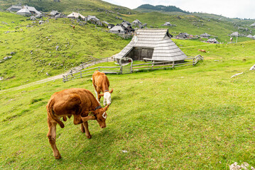 Fototapeta na wymiar Landscape of Slovenia. Two calves stand in front of a fence and a traditional farm in Velika Planina. One of the calves scratches its ear with its hind leg