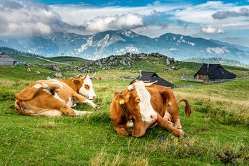 Landscape of Slovenia. Two cows are lying in the grass on a meadow in Velika Planina. - 707950868