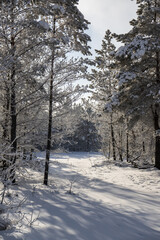 Fototapeta premium a winter landscape with snow-covered trees and the sun