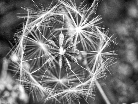 Black and white photo of a dandelion flower with seeds.