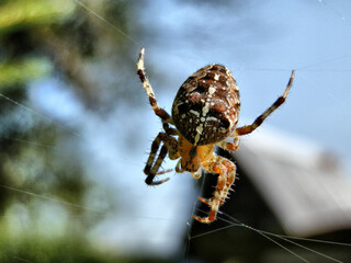 spider on a spider web in the rainforest, macro photo