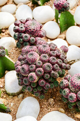 Obraz na płótnie Canvas lovely small cactus Rebutia rauschii