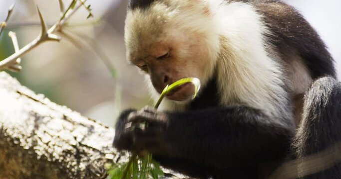 Capuchin monkey