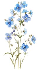 Bouquet of forget-me-nots on a white background
