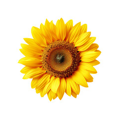 Fototapeta premium Sunflower isolated on transparent background