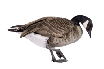 Small Canadian Goose, walking side ways. Head bowed down towards ground. Isolated cutout on a transparent background.