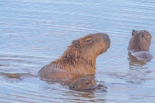Capybaras in a pond with a chick petting its mother, Hydrochoerus hydrochaeris, daylight