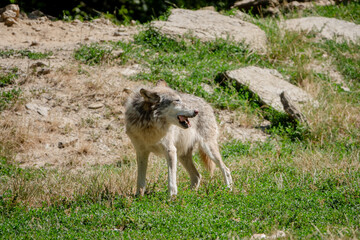 Obraz na płótnie Canvas Wolf frisst