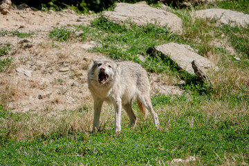 Wolf beim Kauen