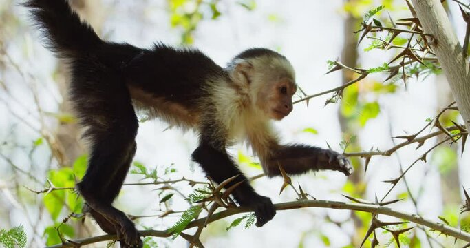 Capuchin monkey