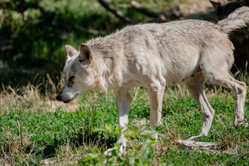 Stehender Wolf