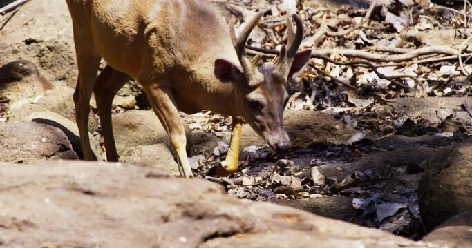 White-tailed deer