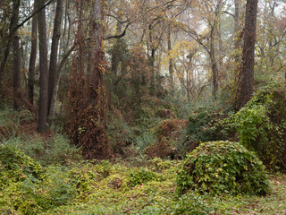 Fototapeta na wymiar A subtropical winter woodland of greens and browns.