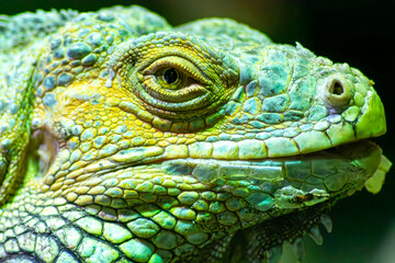 La cabeza y la cara de una iguana verde o americana recluida en un zoológico de Vigo