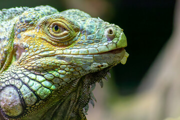 La cabeza y la cara de una iguana verde o americana recluida en un zoológico de Vigo