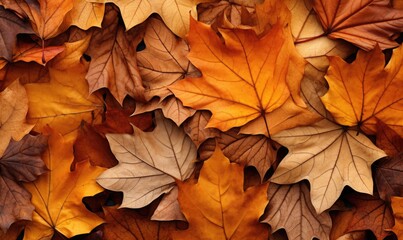 Fototapeta premium Colorful leaves are scattered around on the ground, large scale, top view, detailed texture. Autumn wallpaper.