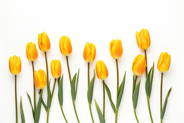 photography of some yellow tulip flowers on a white background, in the style of playful compositions created with Generative Ai