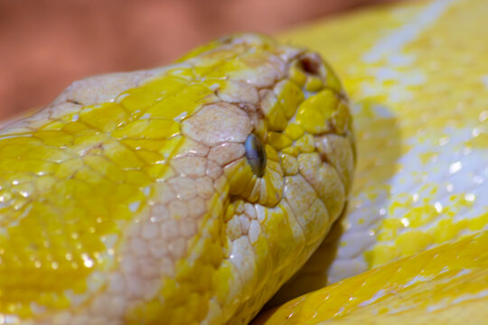 Pitón molurus bivittatus. Serpiente amarilla dorada. detalle de la cabeza
