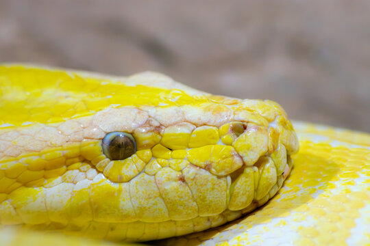 Pit&oacute;n molurus bivittatus. Serpiente amarilla dorada. detalle de la cabeza