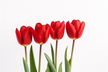 Fototapeta premium photography of some red tulip flowers on a white background, in the style of playful compositions created with Generative Ai