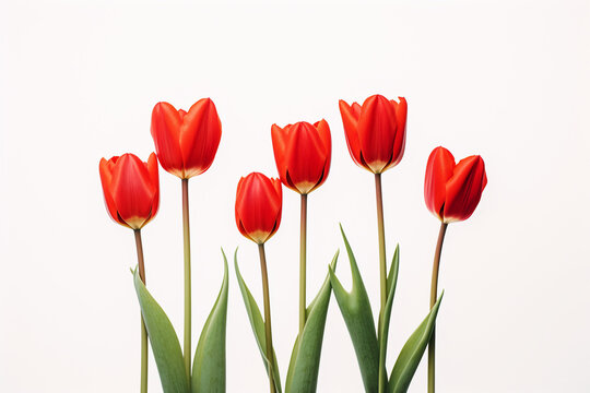 photography of some red tulip flowers on a white background, in the style of playful compositions created with Generative Ai