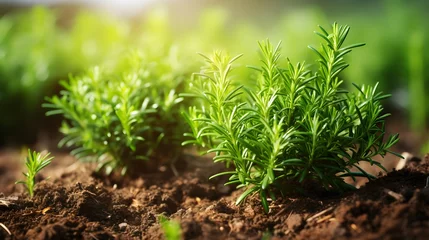 Tuinposter Rosemary plant in the garden. Culinary aromatic herb. © Ziyan Yang