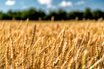grain on a field in Europe