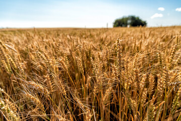 grain on a field in Europe