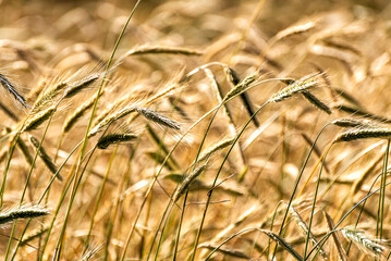 grain on a field in Europe