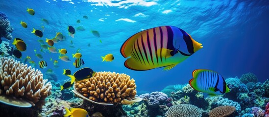 Fototapeta na wymiar Tropical fish - red sea sailfin tang and colorful wrasse on coral reef. Blue ocean, marine life. Snorkeling with aquatic wildlife, underwater photography.