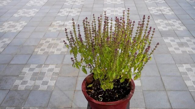 A Closeup top shot of basil plant also called Tulsi plant in a red mud pot in an Indian Household. This plant is considered holy in Hindu Religion.
