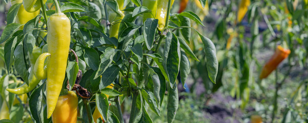 Closeup of fresh sweet peppers growing in vegetable garden