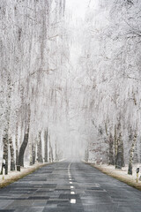 Winterliche Straße mit Allee